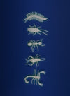 5 insectes phosphorescents Les Petites Merveilles - MOULIN ROTY 711393 3575677113935