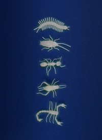 5 insectes phosphorescents Les Petites Merveilles - MOULIN ROTY 711393 3575677113935