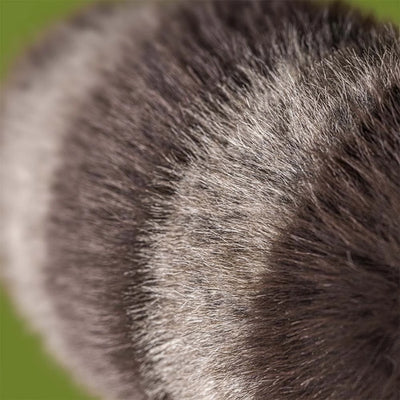 peluche raton laveur trixiwoo raccoon - JELLYCAT