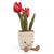 Amuseable Tulip - JELLYCAT a2tu 670983119664