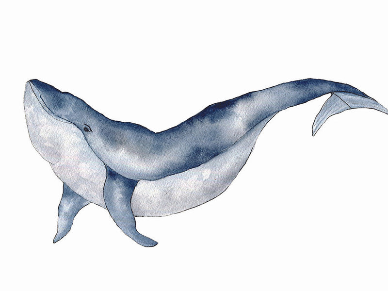 Aquarelle en cadre Dani Baleine - Merlene Fancelli Art dani 1234512353