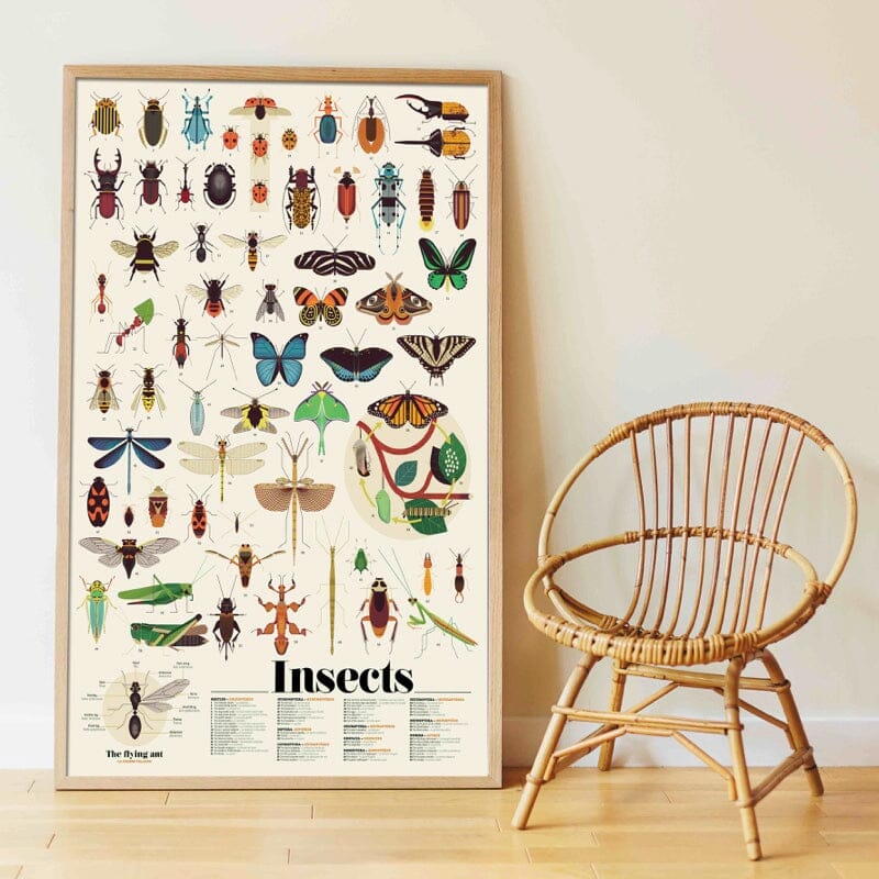 Poster pédagogique insectes (1 m x 68 cm)- poppik dis007 3760262412252