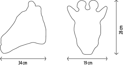 Trophée peluche Girafe Ruby - Wild & Soft ws0036 5425023070185